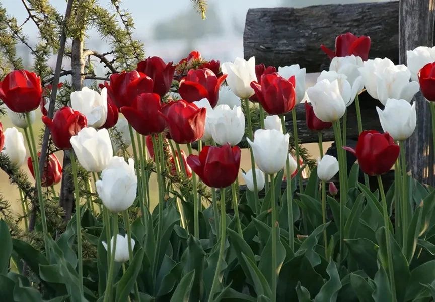 适合北方的球根植物,适合北方室内的种球