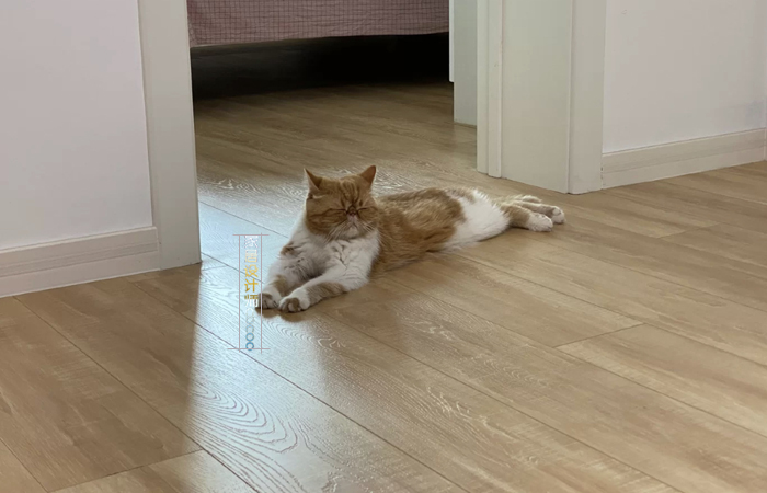 口碑最好的十大复合木地板,当下最流行的木地板