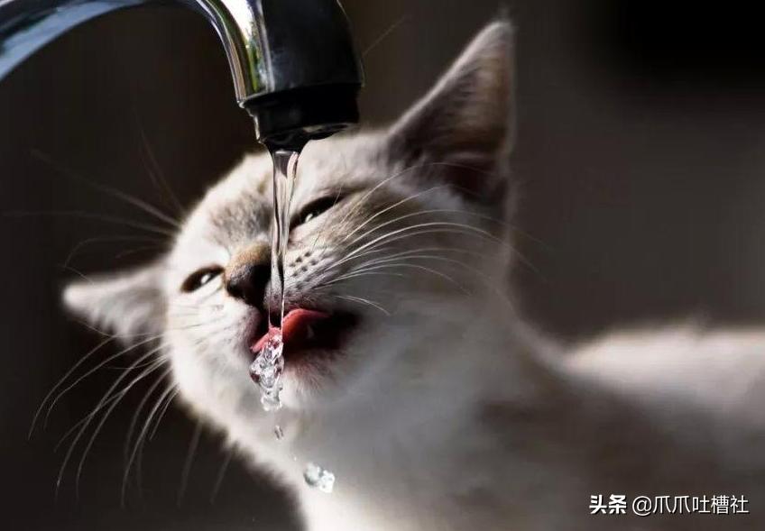 猫咪得了糖尿病，怎么办？给它喝点“糖盐水”