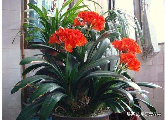 君子兰怎么养才能养得好看开花,君子兰怎么养才能旺盛容易开花