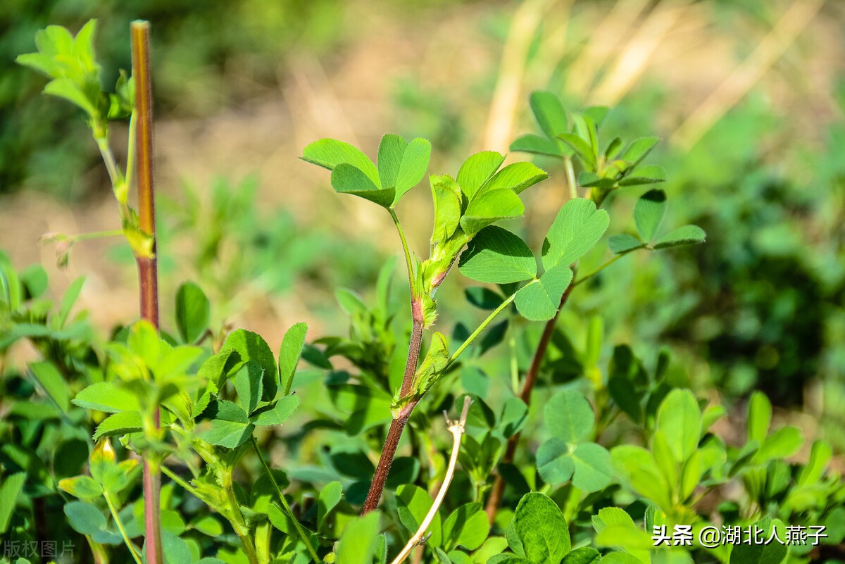 常见野菜的种类和图片大全 (各种野菜大全带图片)