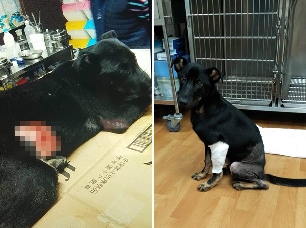 小黑被撞瘫家门前哀号还遭痛殴刺伤　　前饲主：没钱医