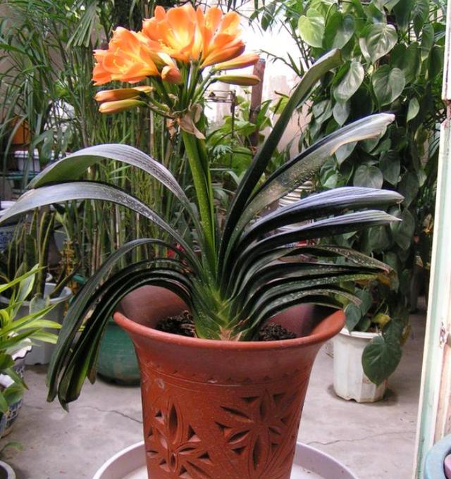 君子兰叶扦插几天能生出小君子兰,君子兰的叶子需要啥基质扦插