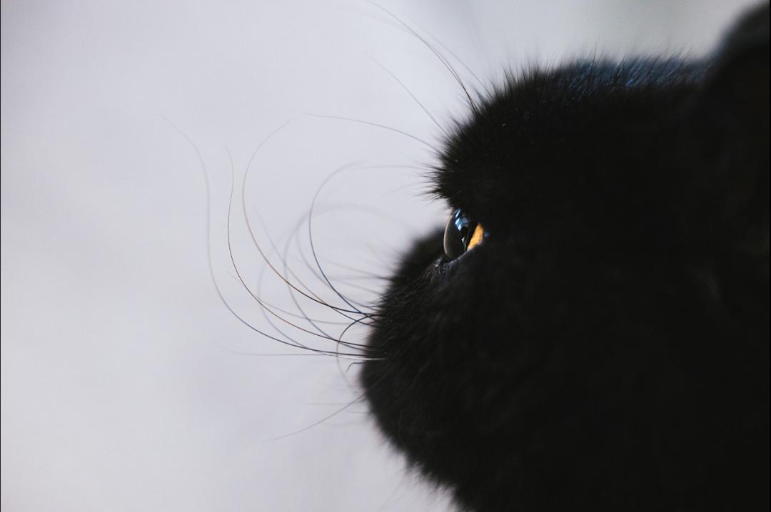 哺乳期的母猫受孕几率高吗,母猫怀孕期间有奶水吗