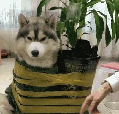 打骂狗狗后怎么才能让狗狗原谅,打骂小狗狗了怎么办