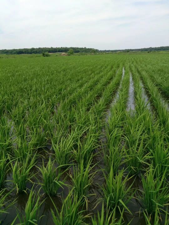 淘宝网店五常大米是真的吗安全吗,淘宝特价上面的五常大米真的假的