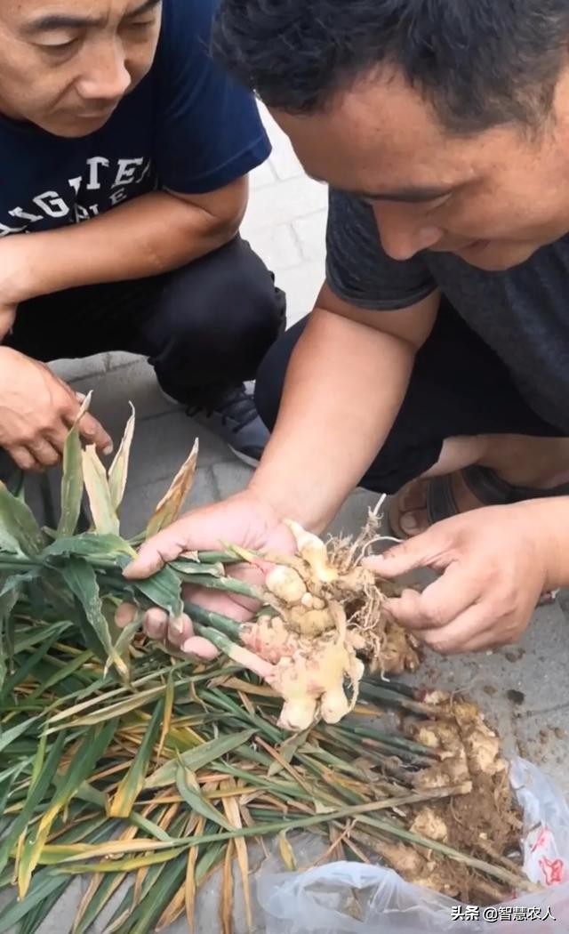生姜怎么种植防姜瘟,生姜姜瘟病害的预防措施