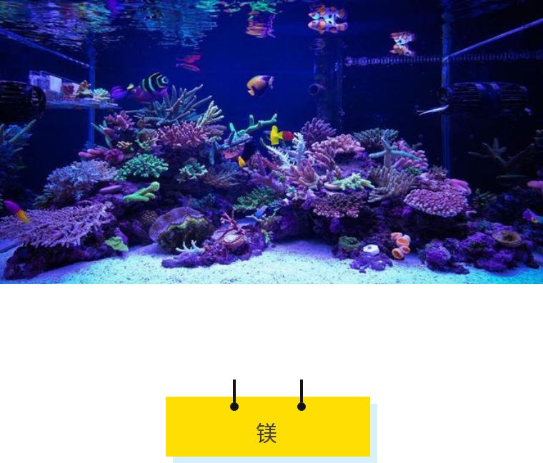 珊瑚出现应激,珊瑚莫名状态不好