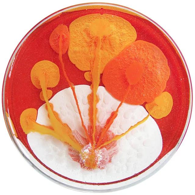 鑲犻亾閲岀殑鎺㈢储,鑲犻亾鍐呯殑涓栫晫