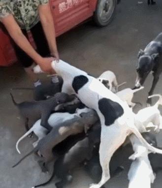 母狗下崽咬死小狗,母狗为什么咬死小狗