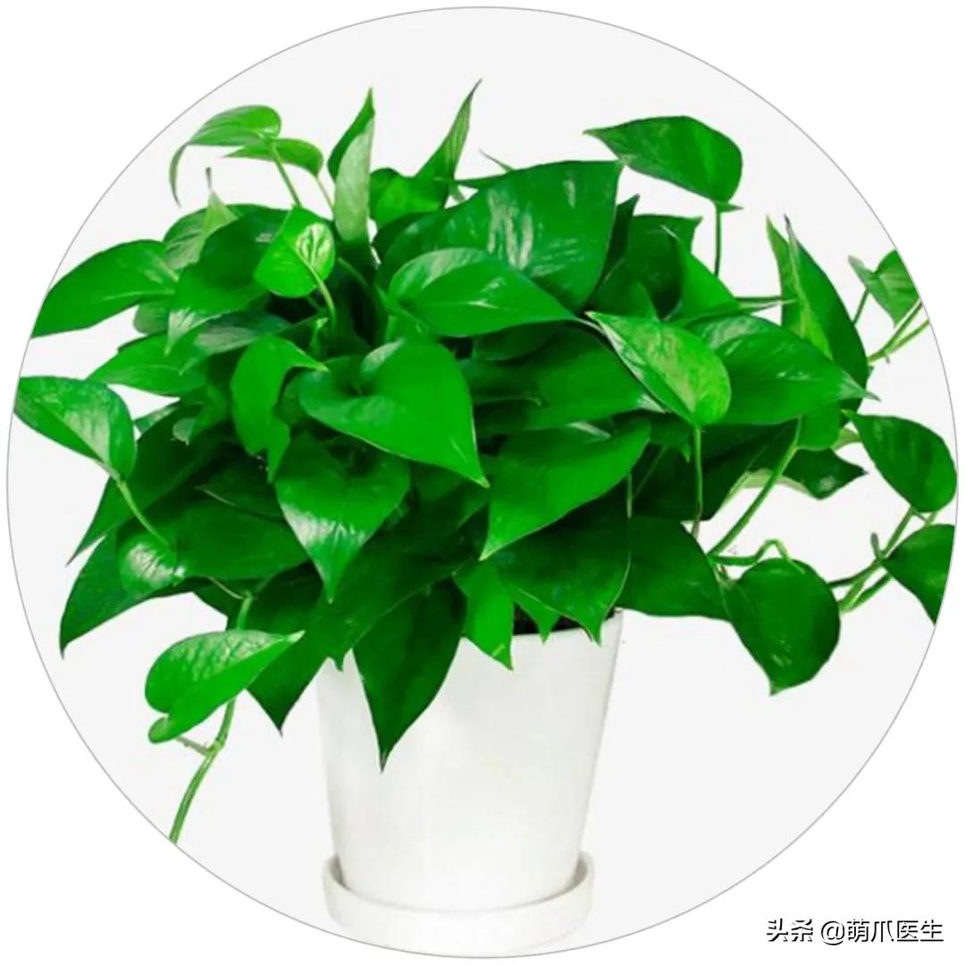 铲屎官们请注意！这些花草不能养，严重可致猫命