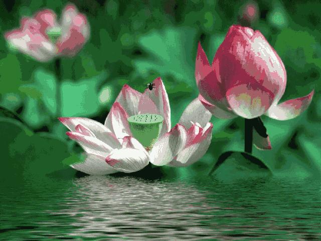 柯汝读邮：荷花T54映日荷花别样红