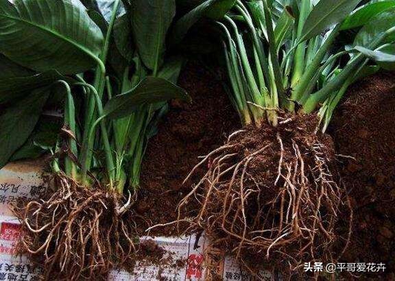 一帆风顺叶子发黄的解决方法,一帆风顺叶片枯萎发黑是什么原因