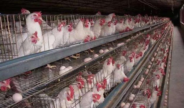 鸡冠萎缩咋得的,鸡冠单独肿胀是什么原因怎么治疗