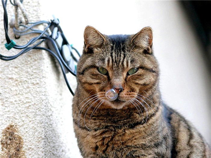 流浪猫妥善处理,滞销猫