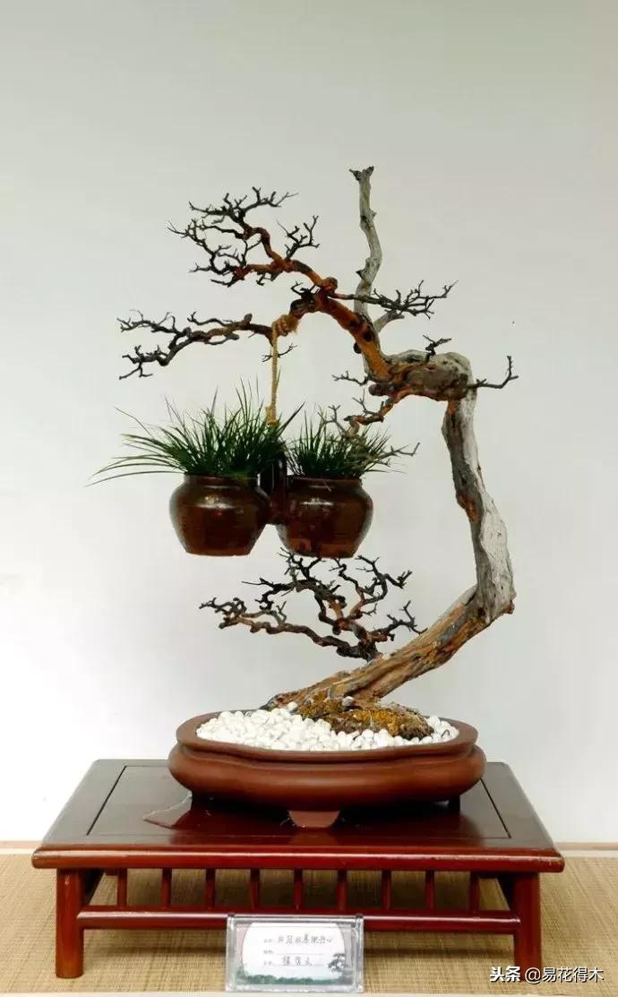 鬼斧神工的侧柏盆景图,鬼斧神工盆景效果图