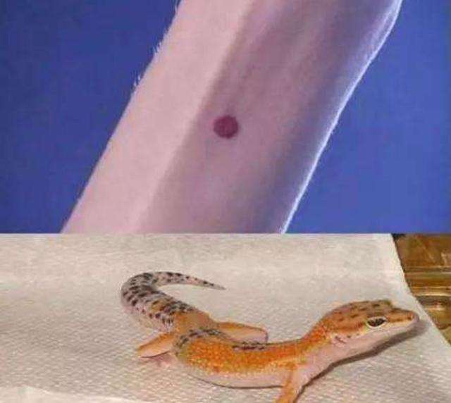 古代守宫砂真能验女子贞操吗,中国古代验证守宫砂真的管用吗