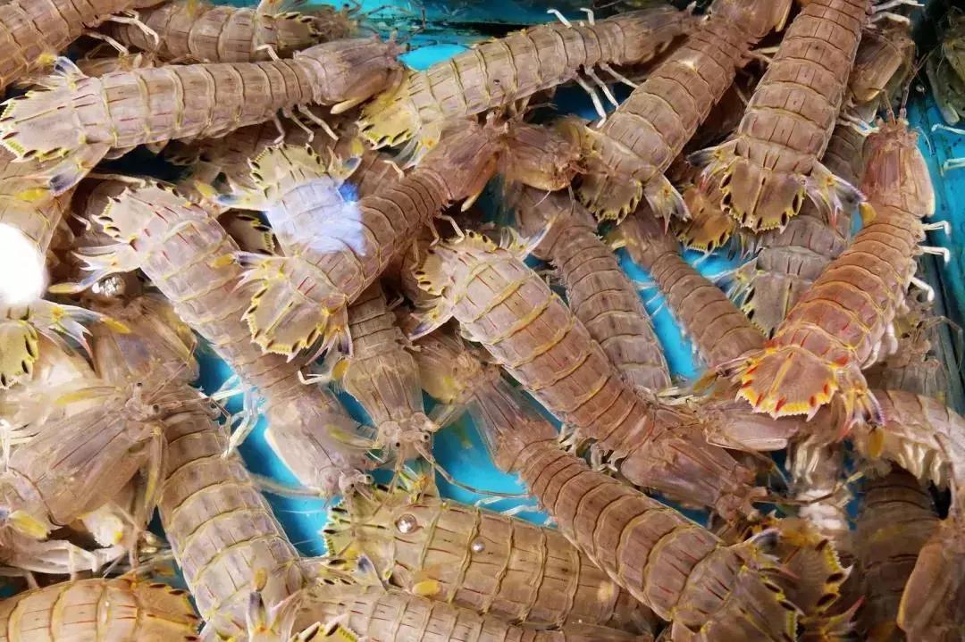 皮皮虾什么季节吃最好吃,吃货们吃皮皮虾的季节到了