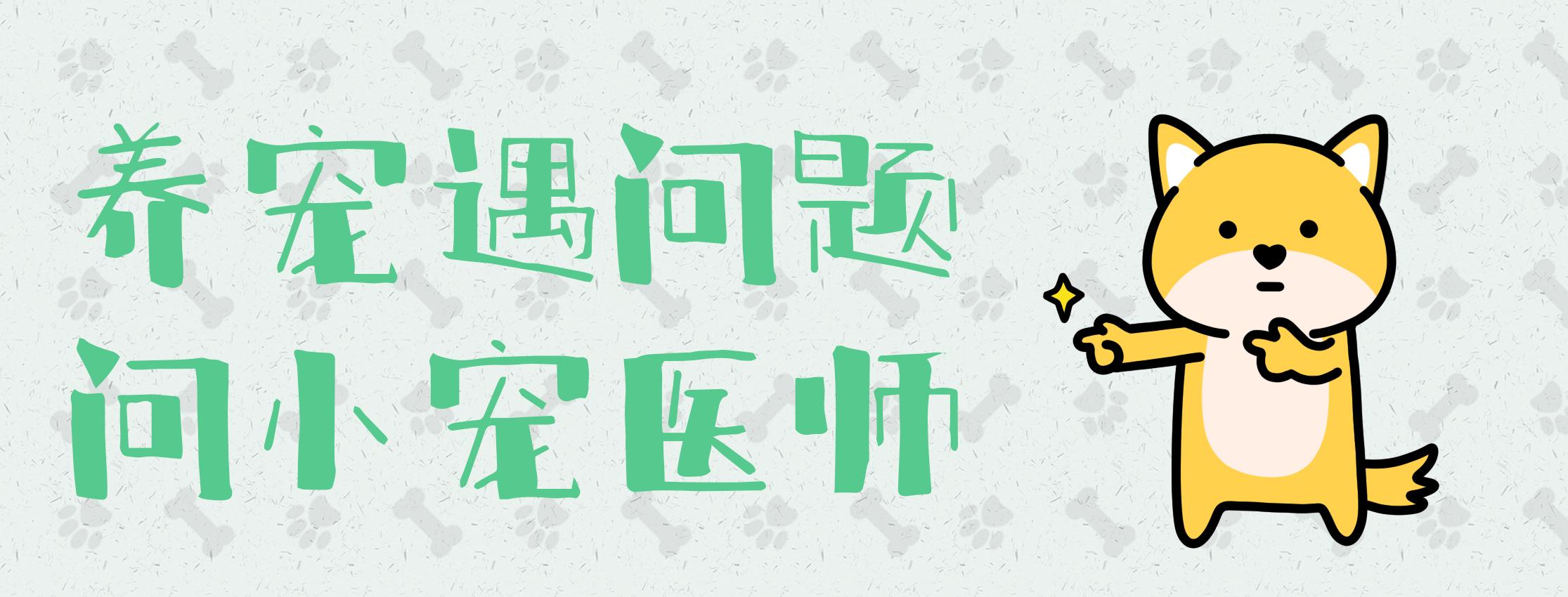 边牧这么聪明为什么很少人养,边牧太胆小了什么都教不会