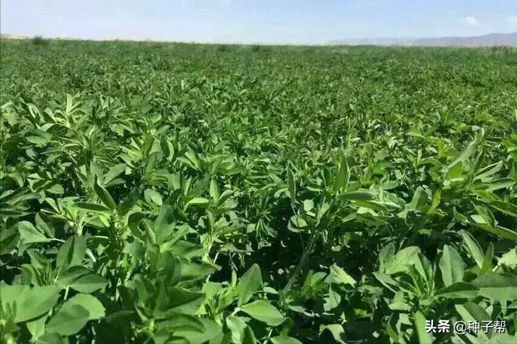 金皇后苜蓿品种介绍,金皇后苜蓿草特性