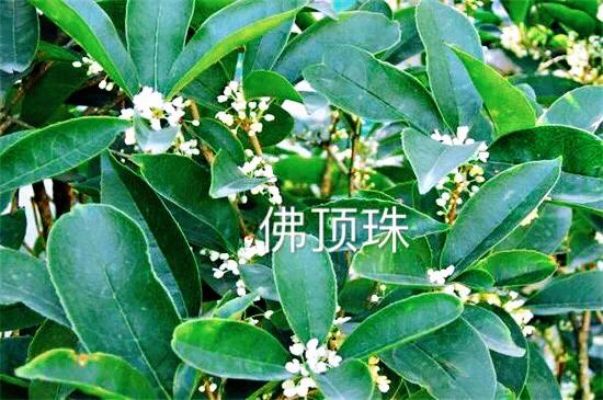 桂花嫁接其它品种桂花,桂花品种里有沉香桂花吗