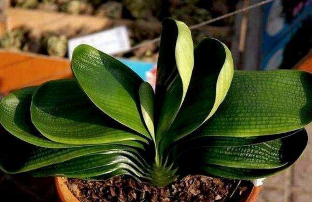 养君子兰需要什么土,养君子兰应该施什么肥