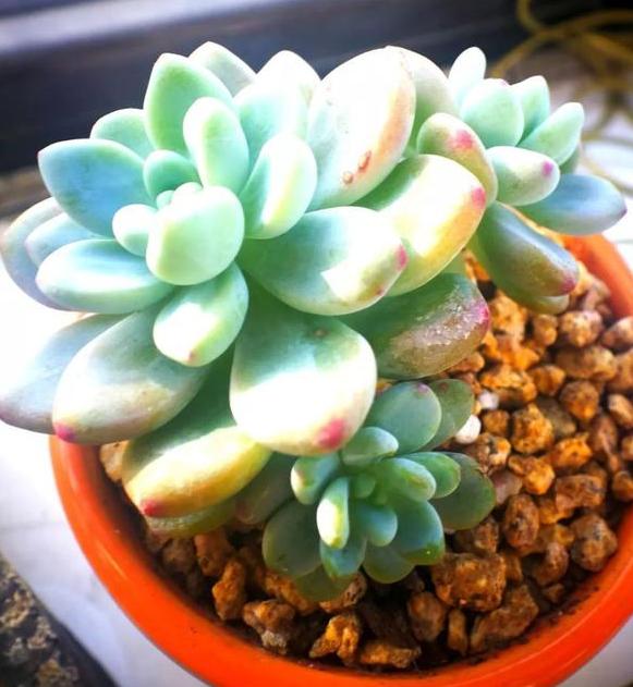 怎么挑多肉,最不易徒长的多肉排名