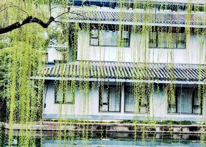 贺知章古诗《咏柳》赏析,咏柳贺知章古诗背诵