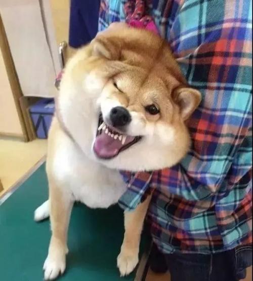 狗最怕什么这10种都是狗狗的天敌,对狗狗来说这7件事如同上刑