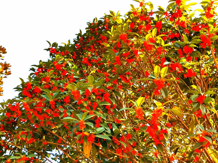 金秋十月金灿灿的桂花又香又美丽,又香又美的红桂花