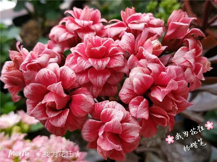 长寿花，寓意好、开花漂亮，花期长，品种多达300个