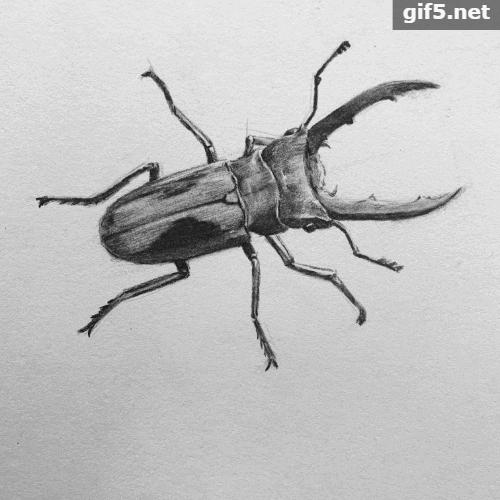 素描昆虫螳螂,甲壳虫素描图片简单画法