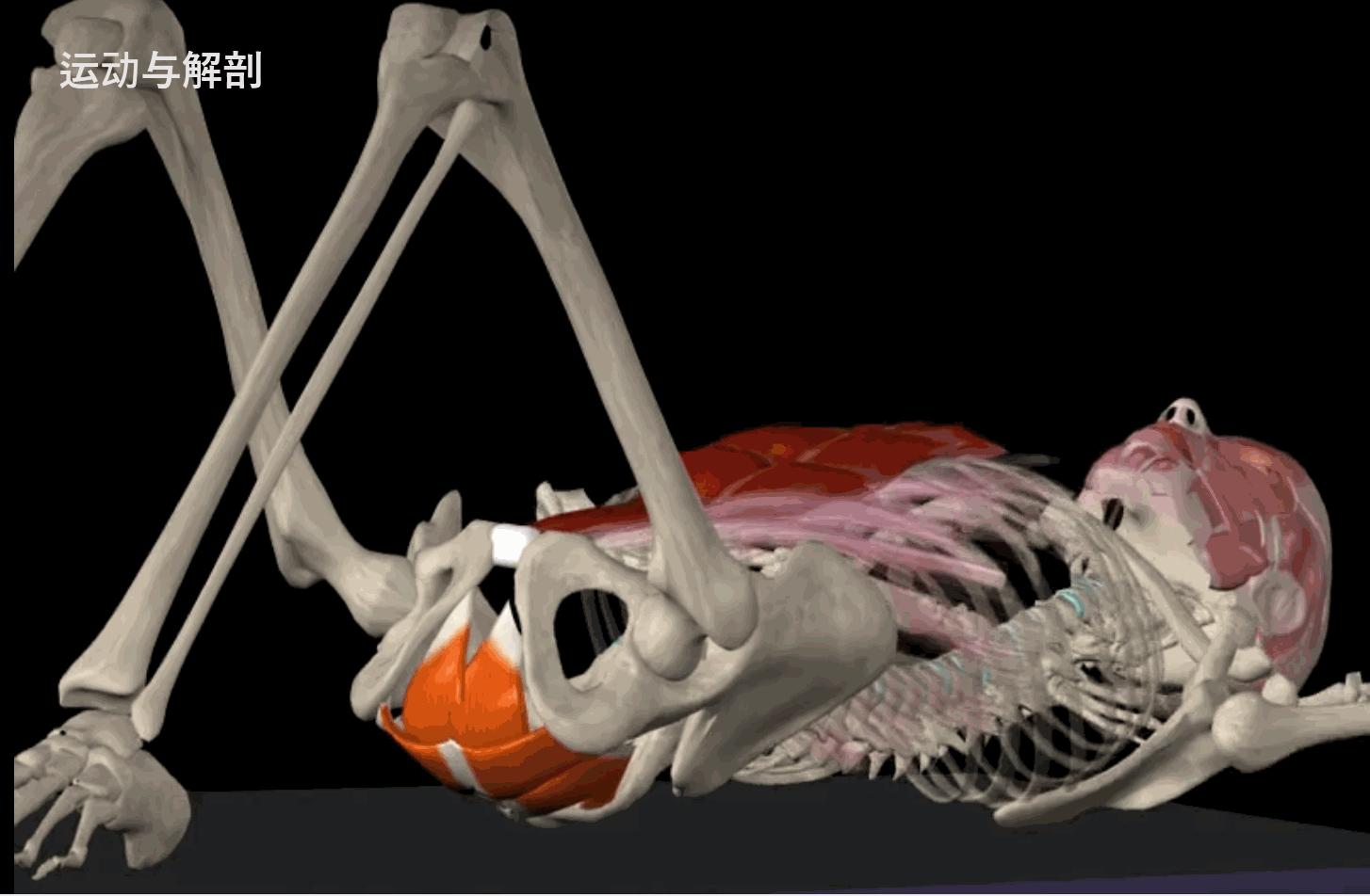 给大家示范一下练腹肌最好办法,又快又有效又简单的腹肌怎么练