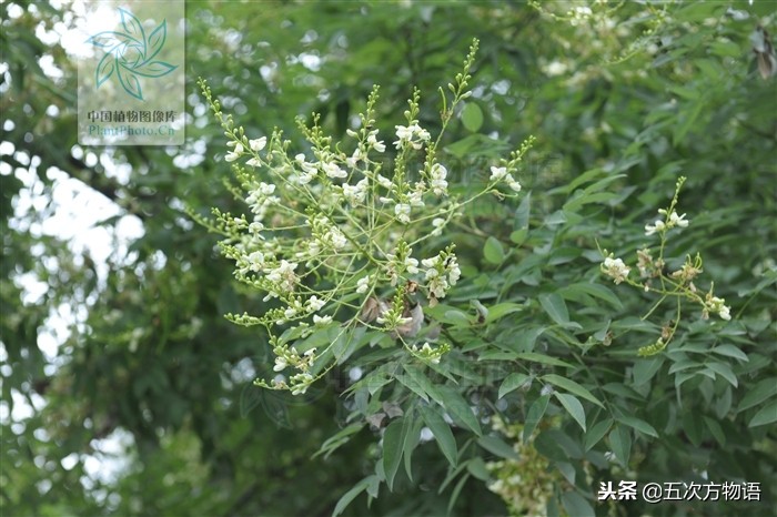 家槐叶和槐叶区别,国槐家槐是同一种树吗