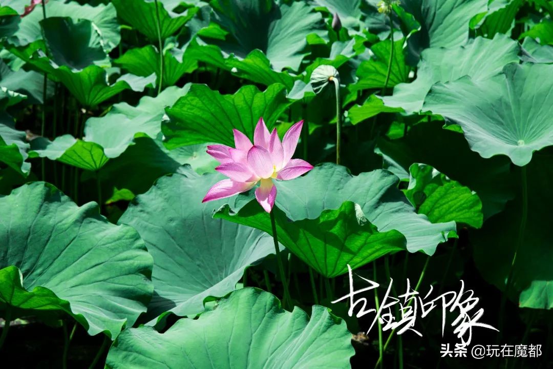 当你感觉到无聊,当你无聊时就回家乡看看