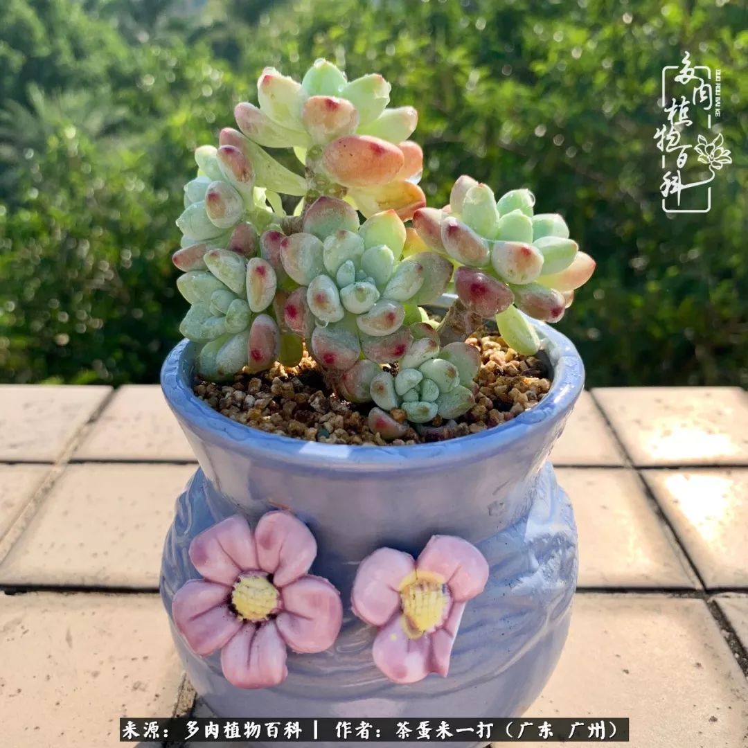 在冬日阳光下，记一个多肉小白的养肉历程