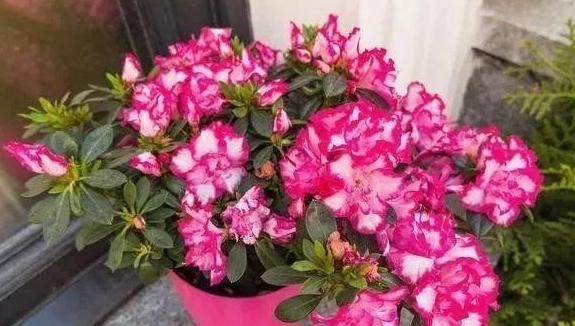 花草叶子发黄枯萎怎么办,花草的叶子发黄怎么办