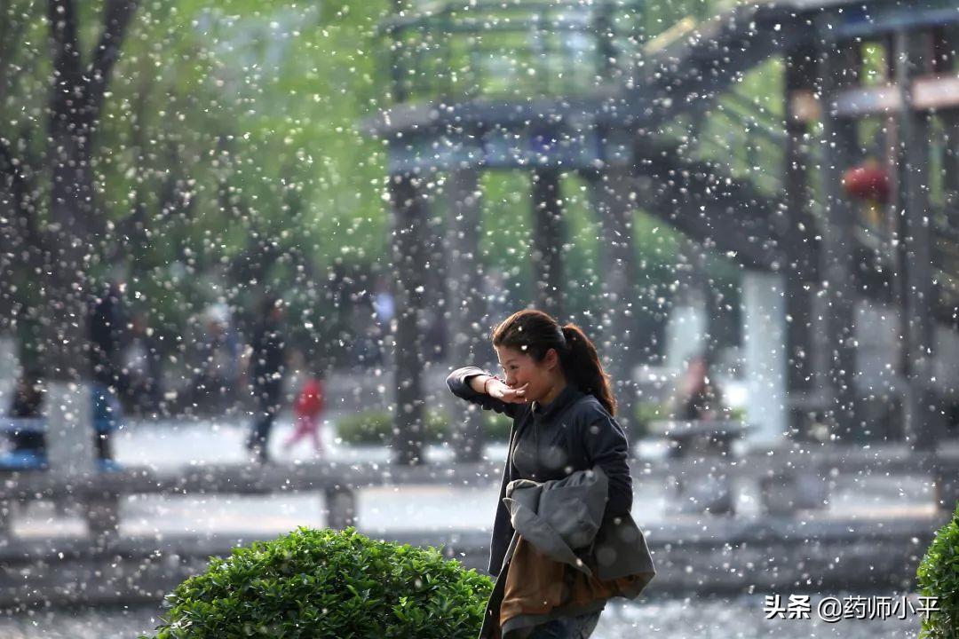 终于，找到了应对漫天的絮状物的方法，你的鼻子和皮肤有反应吗？