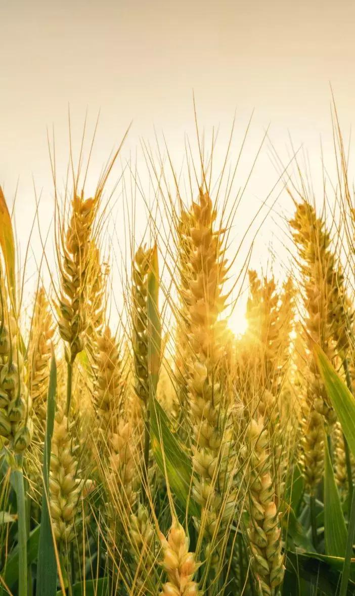 牛肉面在哪个省,牛肉面哪个省最有名