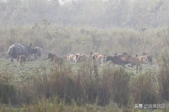 老虎杀犀牛全过程,老虎猎杀犀牛过程