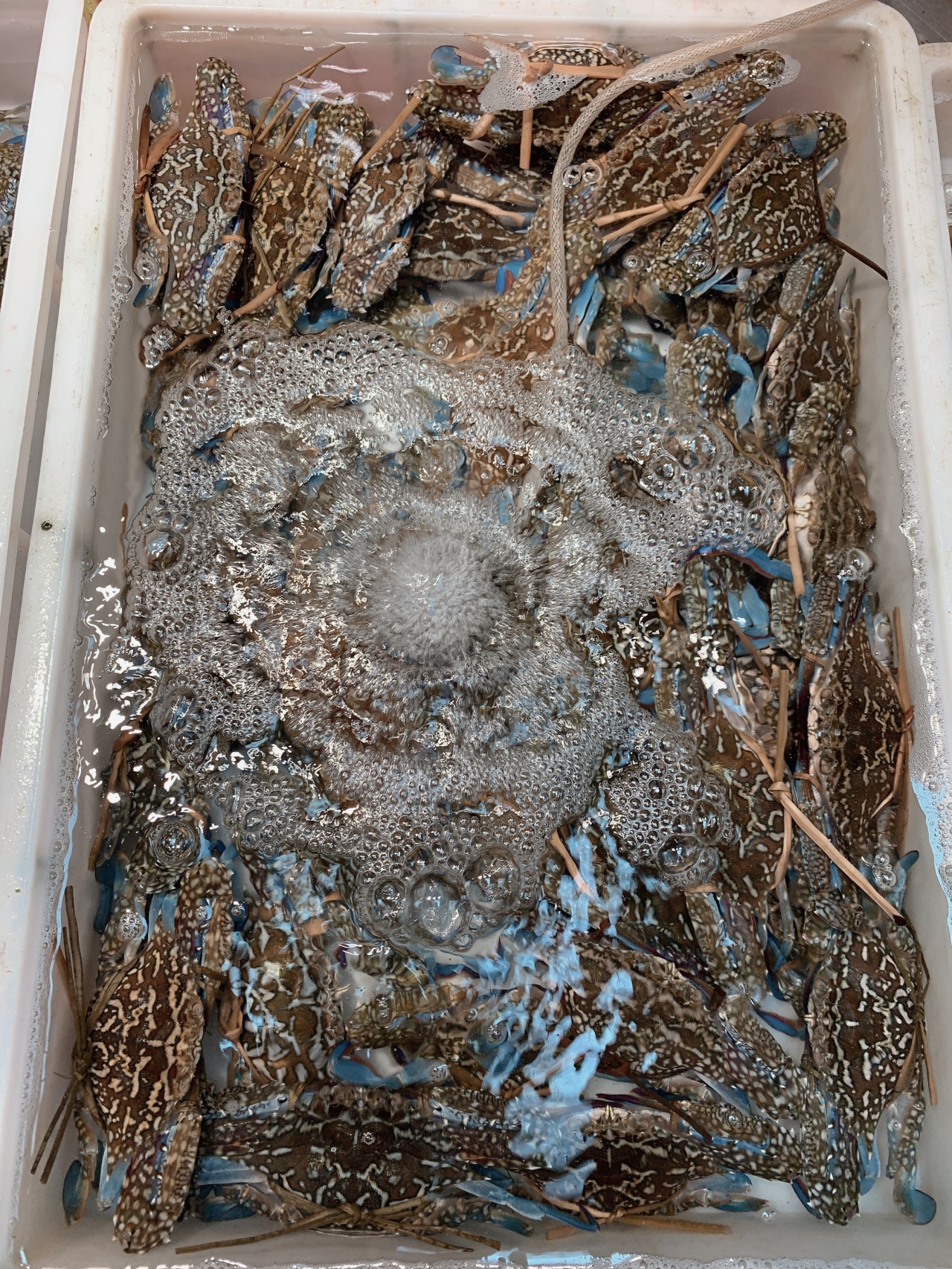 北海干货海鲜批发市场哪个便宜,北海菜市场买海鲜哪个最新鲜