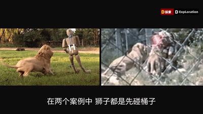 遇到猛兽如何自救100字,面对大型猛兽如何自救