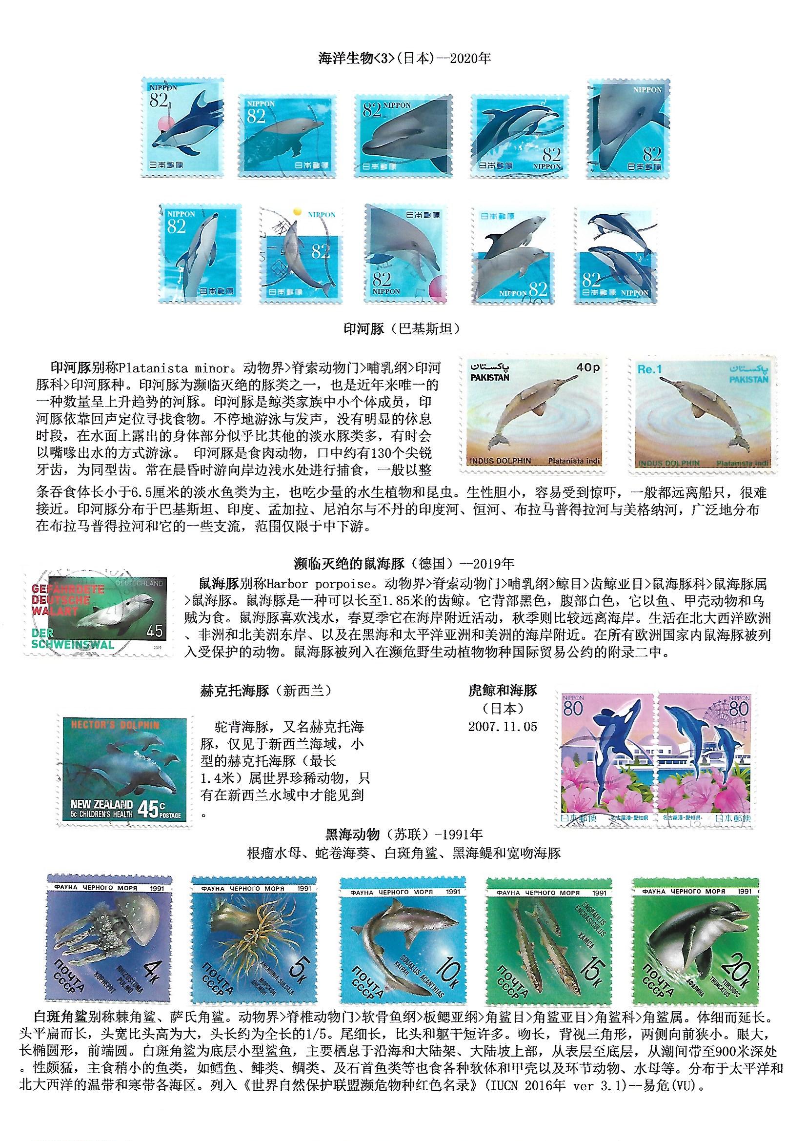 鲸和鲨（WhaleShake）