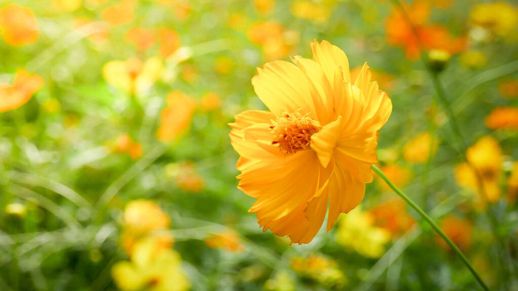 令公桃李满天下，何用堂前更种花。读古诗词，致敬辛苦的园丁