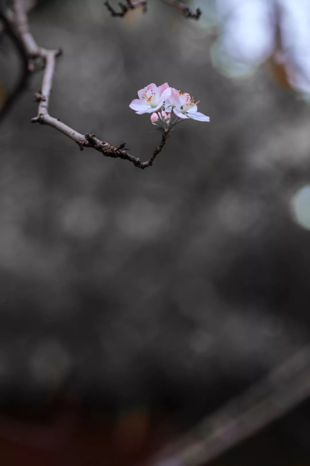 古代文人理想的诗句,古代文人雅士生活四艺