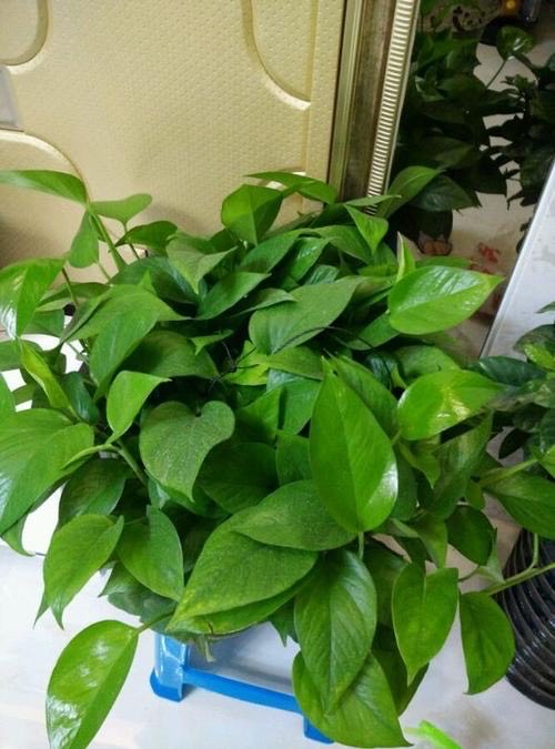 绿萝突然变黑,绿萝冬季注意这6点告别黄叶烂根