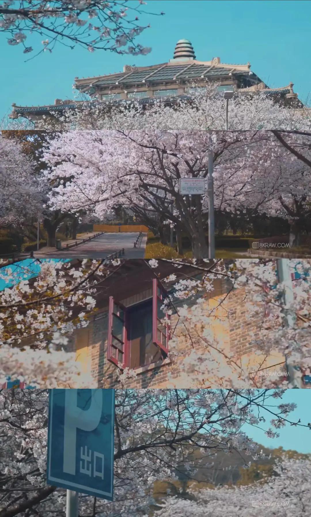 是心动啊，樱樱樱樱樱樱樱樱樱