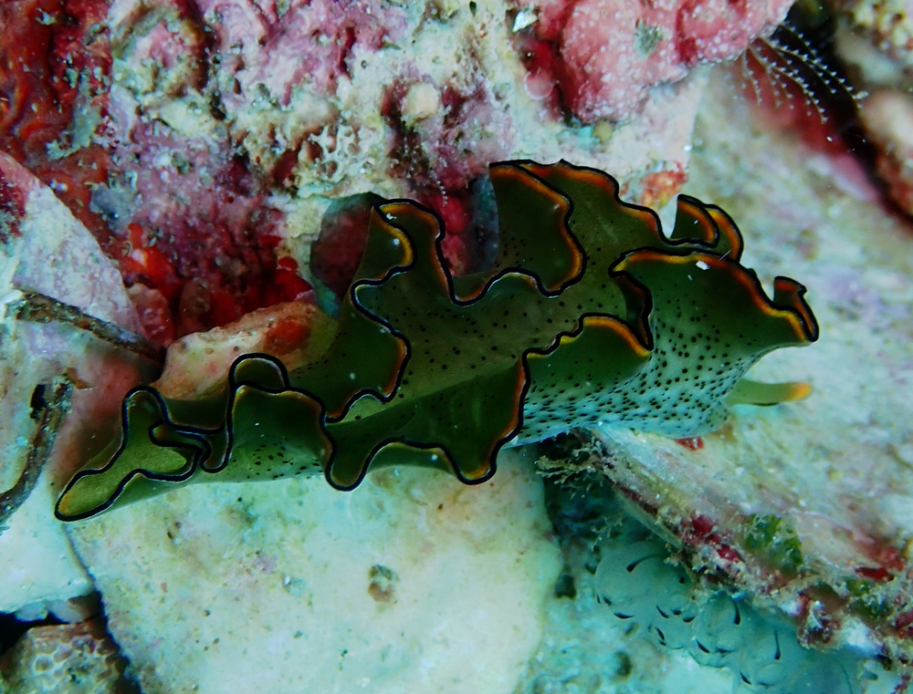 稀有海兔,最稀少的海兔