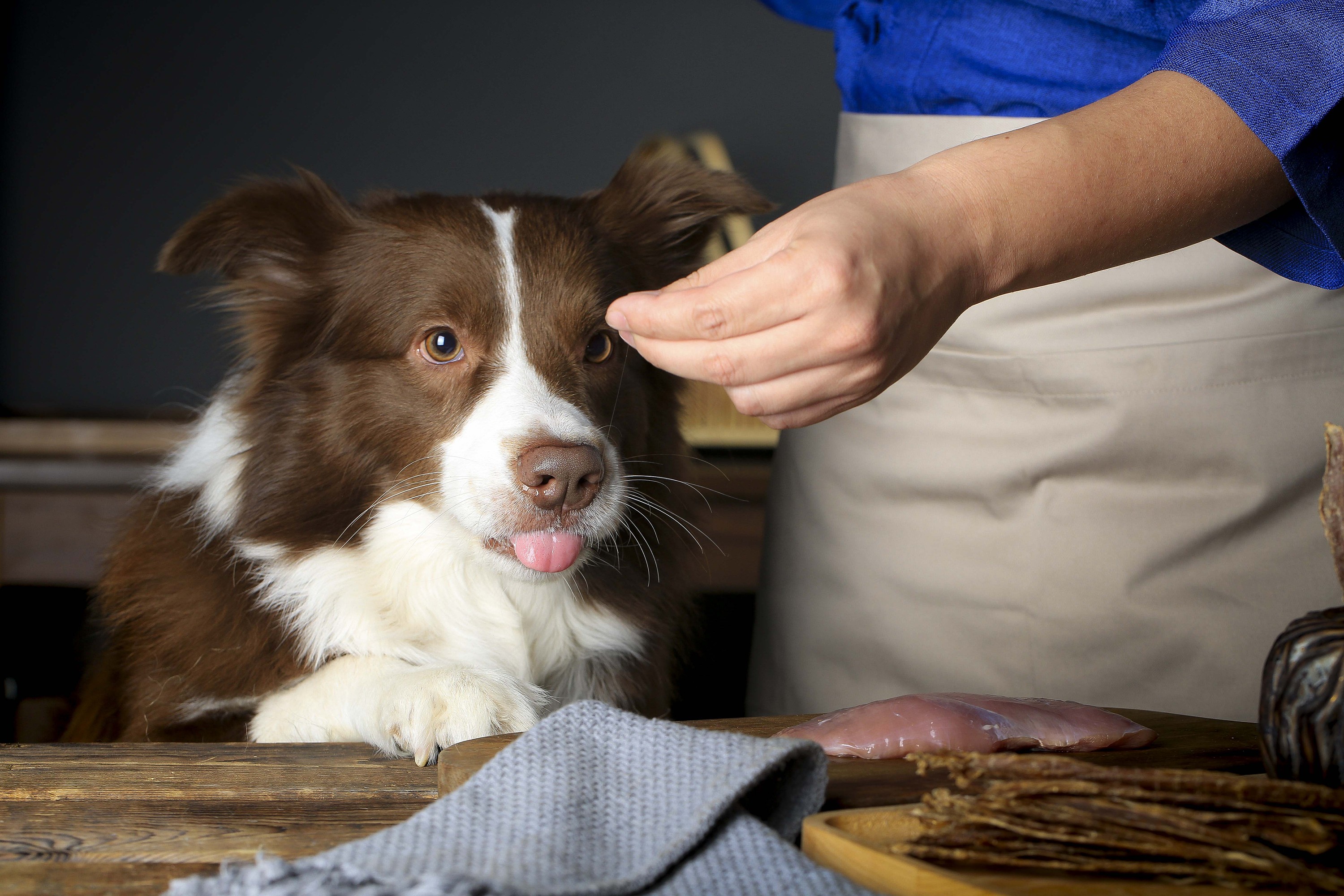 孕期正确养狗狗,夏季孕期养狗狗注意事项
