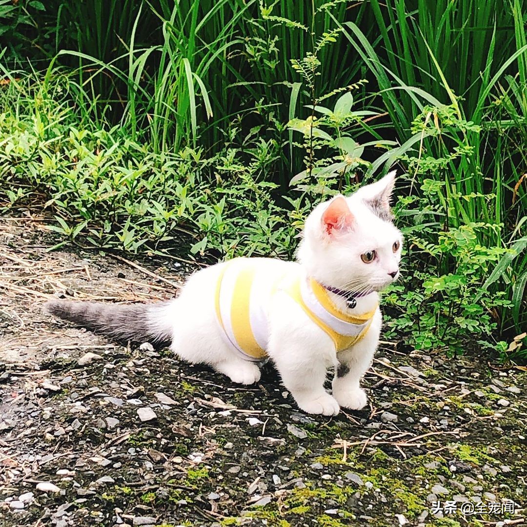 猫容易晕车还是狗容易晕车,猫狗晕车多久开始